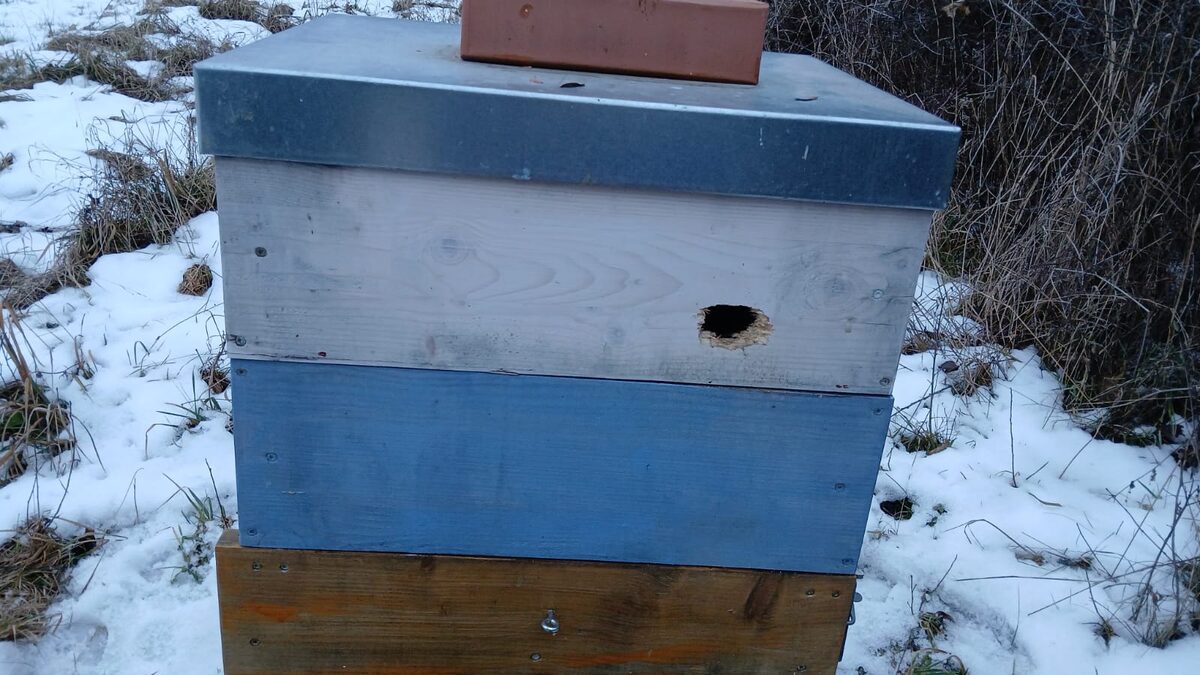 The Woodpecker and the Hive