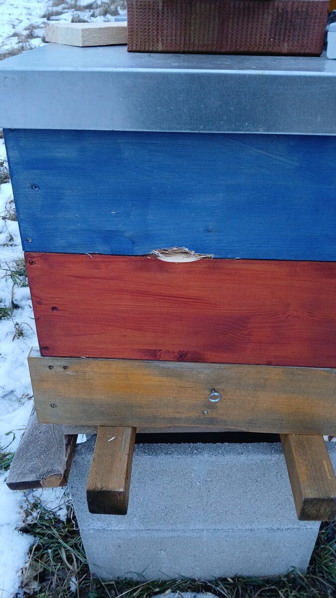 Second hive with a smaller hole where two boxes meet