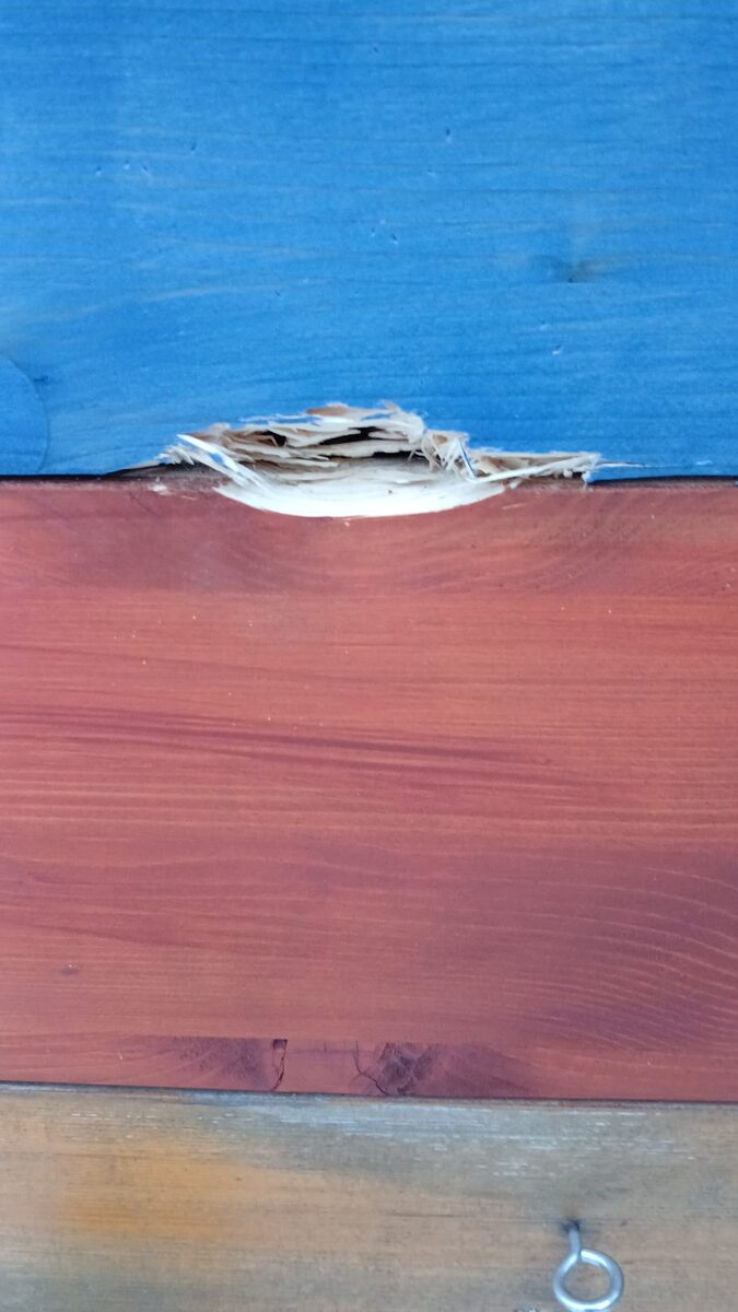 Close-up of the pecked spot with wood splinters