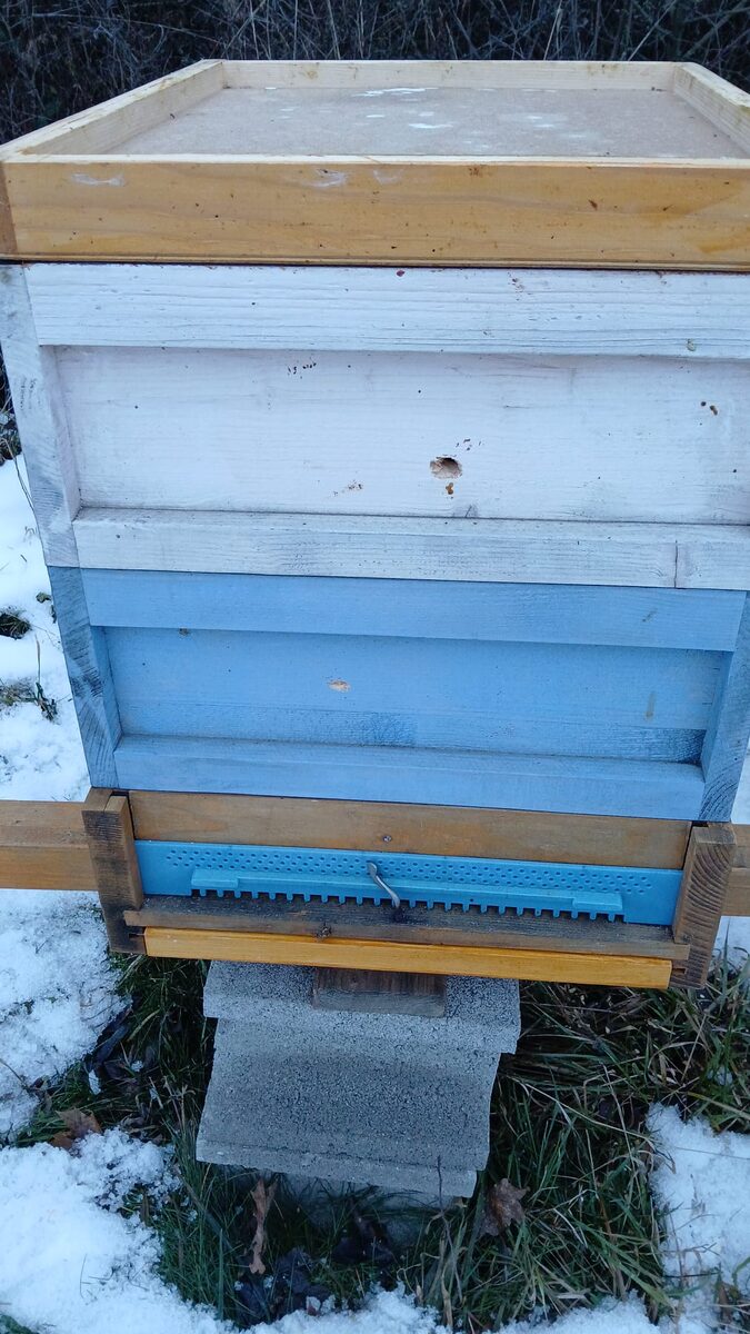 Another hive with woodpecker damage on the front wall