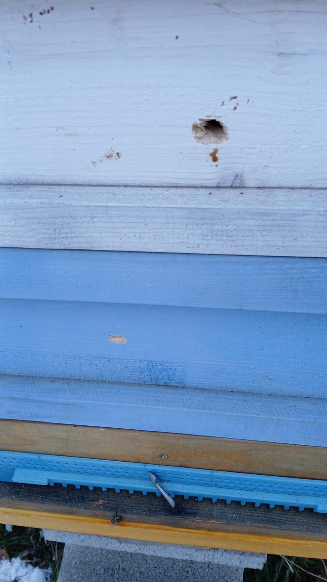 Close-up of the hole on the front of the hive
