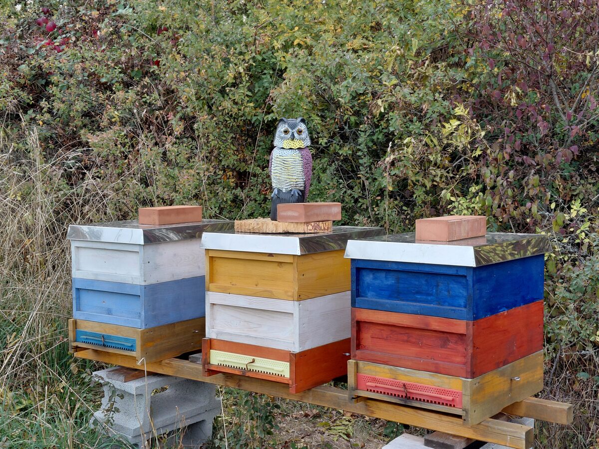Kunststoff-Eule als Specht-Schreck auf den bunten Bienenbeuten